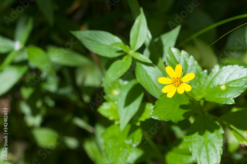 Fototapeta Naklejka Na Ścianę i Meble -  Fleur jaune, Bidens Bipinnata fond de feuilles vertes