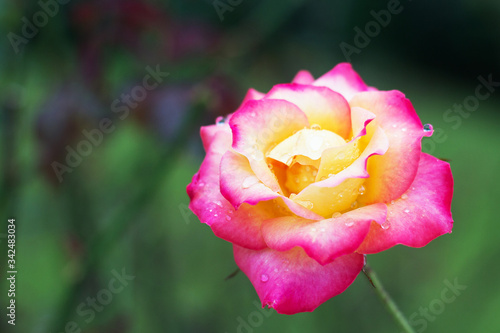 Close-up shot of romantic beautiful pink hybrid tea rose blooming in early autumn of suburban landscape.