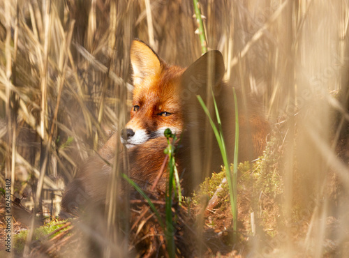 Fox resting