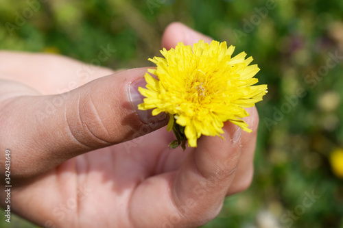 Yellow dandelion in hand on a background of green grass. Field medicinal flower (Taráxacum officinále).