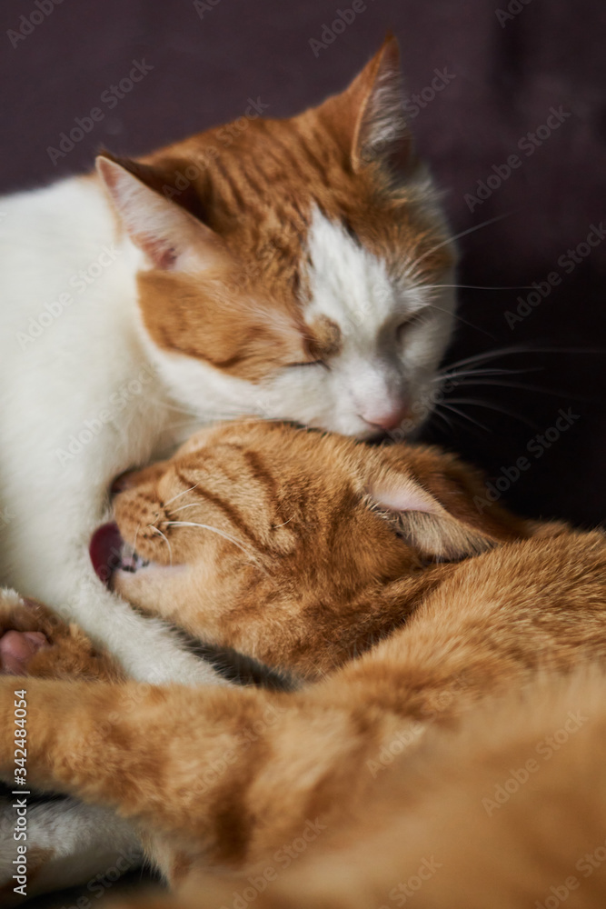 Two cute white and ginger color laying cats liking and washing each other. Closeup photo of cats licking each other. Concept of care about each other. Two cute white and ginger color laying cats liking and washing each other. Closeup photo of cats licking each other. Concept of care about each other.