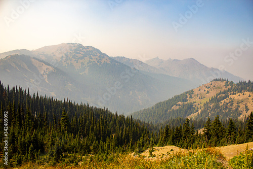 Canvastavla trees forest and mountainsides leading into distance in washington forest