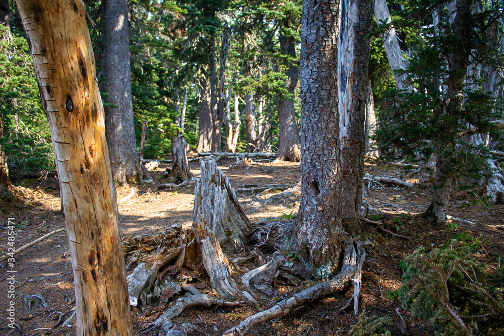 trees forest and mountainsides leading into distance in washington forest trees forest and mountainsides leading into distance in washington forest