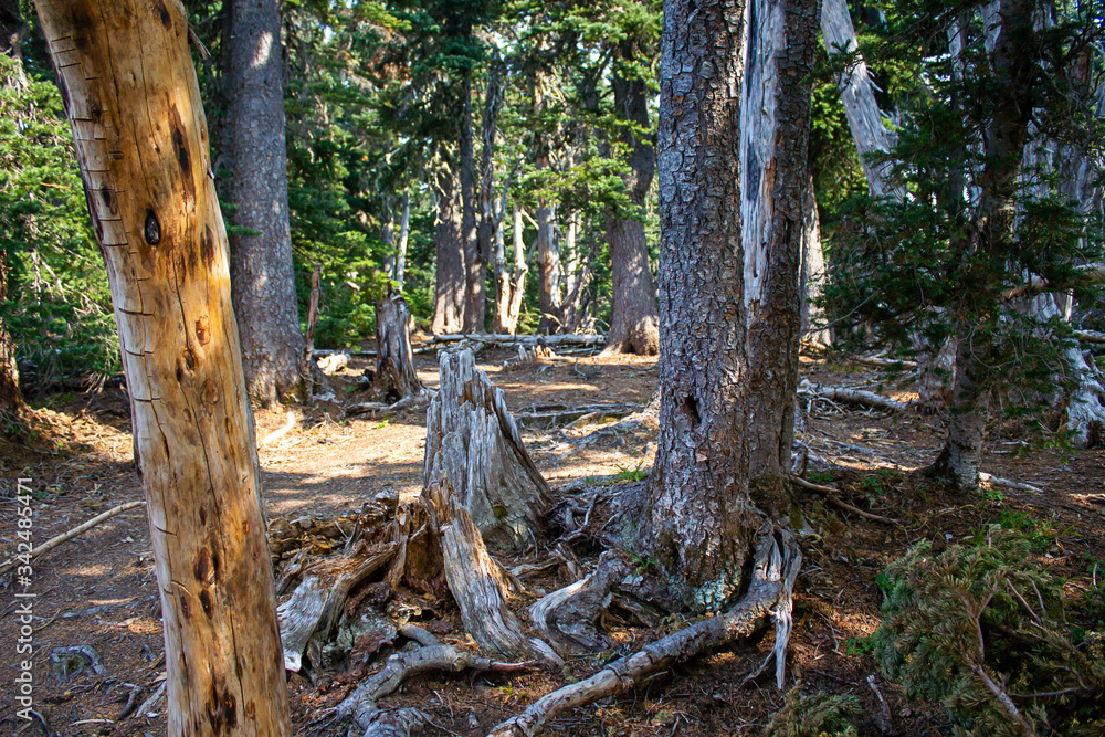 trees forest and mountainsides leading into distance in washington forest