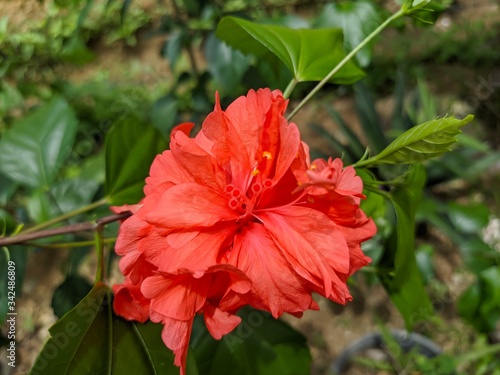 Red shoe flower