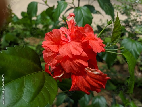 Red shoe flower