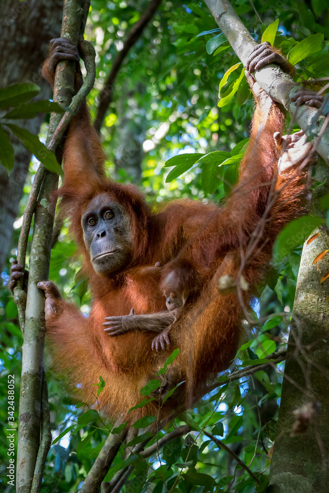 Fototapeta premium Portrait of the famous and endangered sumatran orangutan. One of the most famous wild animals from Indonesia.