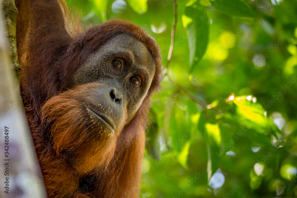 Fototapeta premium Portrait of the famous and endangered sumatran orangutan. One of the most famous wild animals from Indonesia.