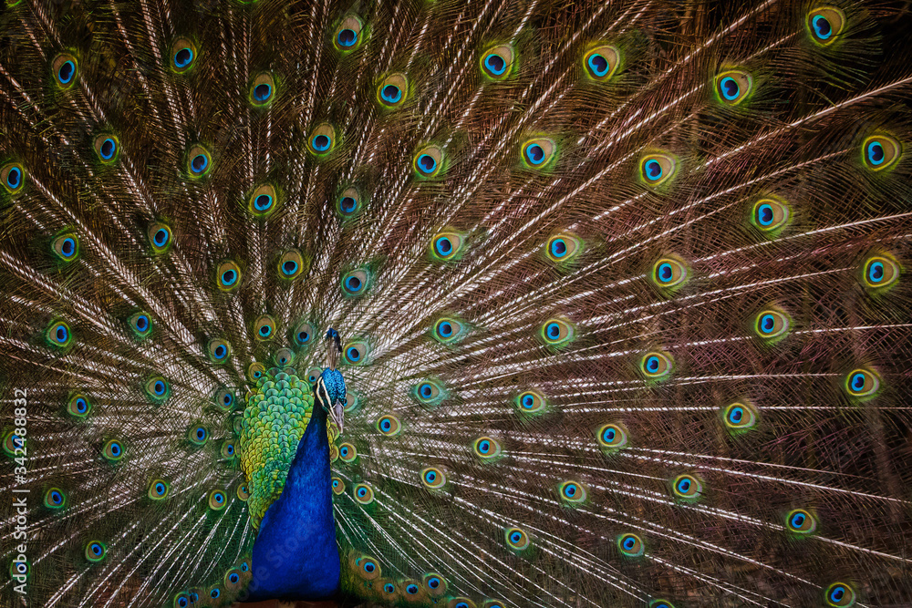 Obraz premium Pavo Real