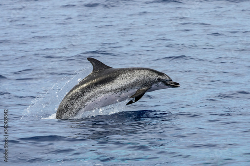 A jumping wild atlantic spotted dolphins, Stenella frontalis, sighted during a whale watching trip in front of the coast between Pico and Faial, in the western Açores Islands.