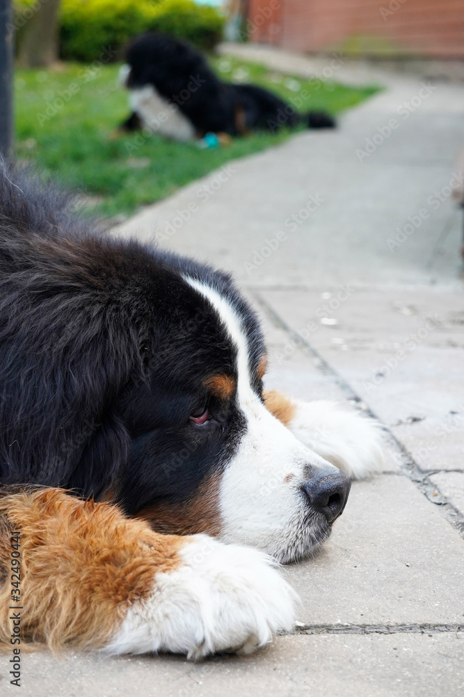 Portrait of Bernese Mountain Dog on the porch, other Bernese in the background 