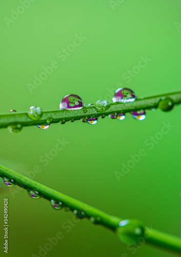 Water droplets on a branch