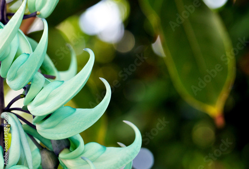 close up of a blue hyacinth