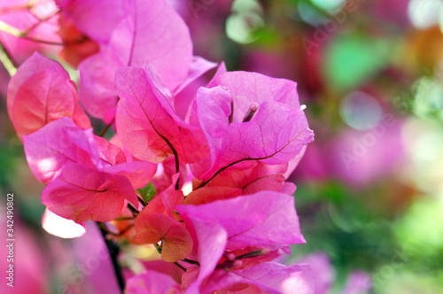 pink magnolia flowers