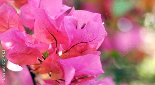 pink magnolia flowers