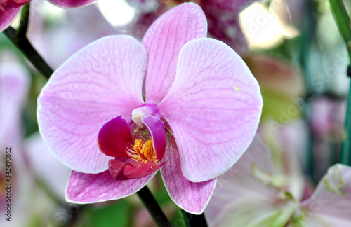purple orchid in the garden