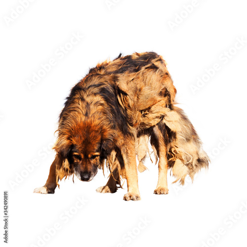 Old brown stray dog with dirty and tangled fur isolated on white background. Very matted hair. Concept of old age