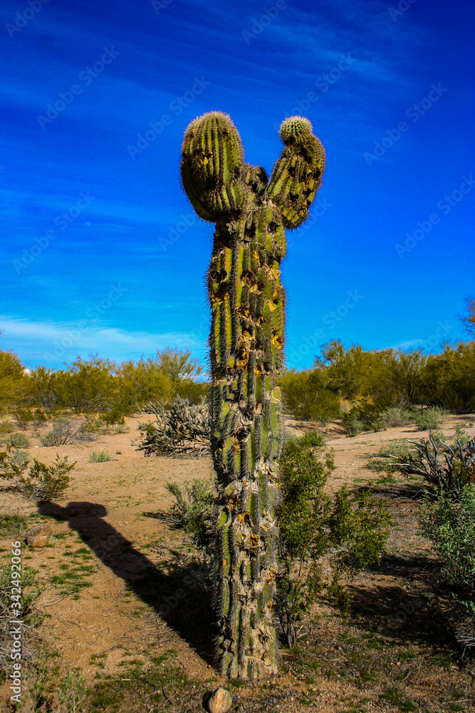 Saguaro Kaktus auf einem Golfplatz