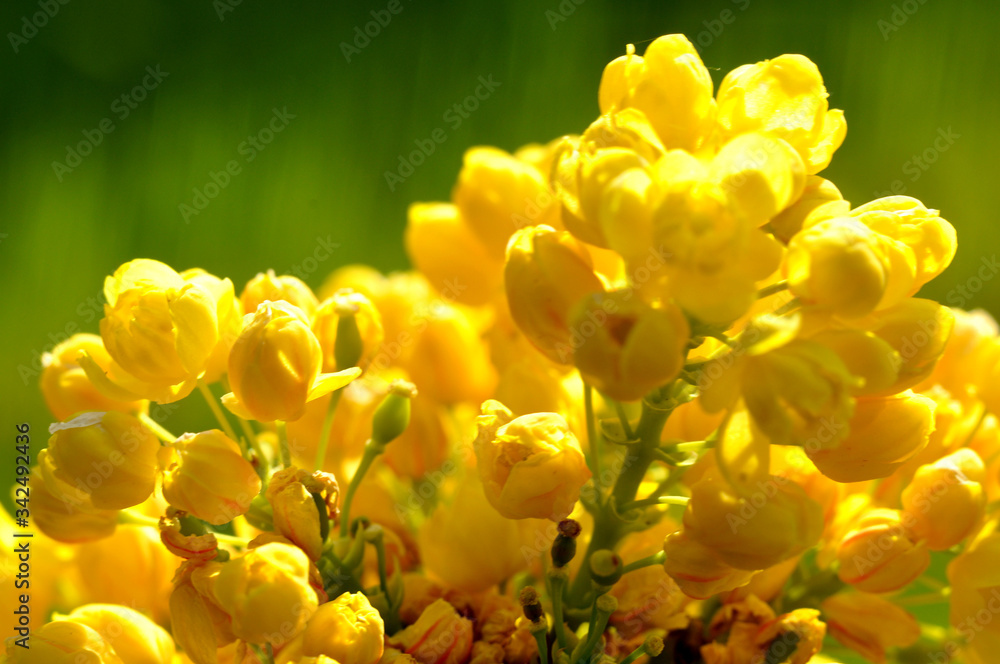 Żółty kwiat ostrokrzewu - obrazy, fototapety, plakaty 