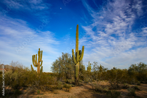 Saguaro Kaktus auf einem Golfplatz