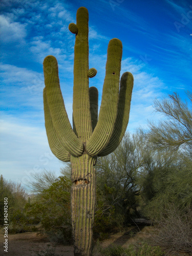 Saguaro Kaktus auf einem Golfplatz