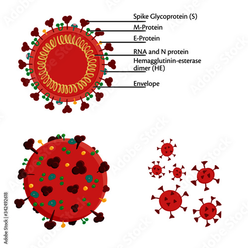 Detailed diagram of Corona Virus