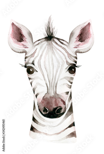 Africa watercolor savanna zebra animal. African Safari cute animals portrait character.Perfect for wallpaper print  poster  packaging  invitation  wedding design