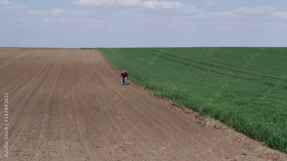 Farmer or agronomist inspecting quality of sunflower sprouts in field with wheat plants at right side Farmer or agronomist inspecting quality of sunflower sprouts in field with wheat plants at right side