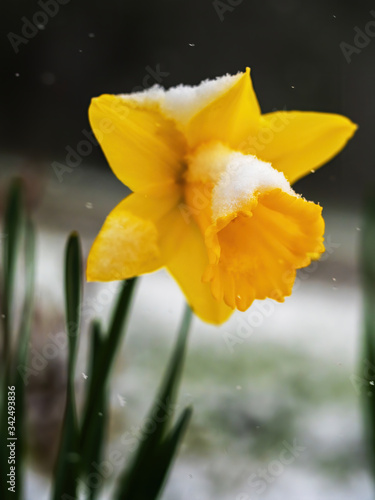 yellow daffodil in the snow
