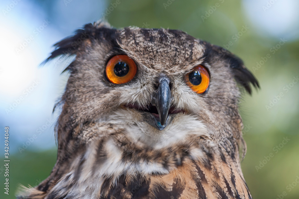 Portrait of Bubo bubo - Eurasian Eagle Owl Portrait of Bubo bubo - Eurasian Eagle Owl