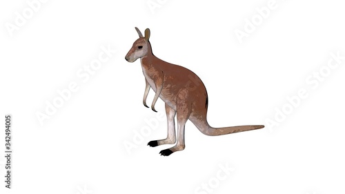 kangaroo sketch illustration © bilge