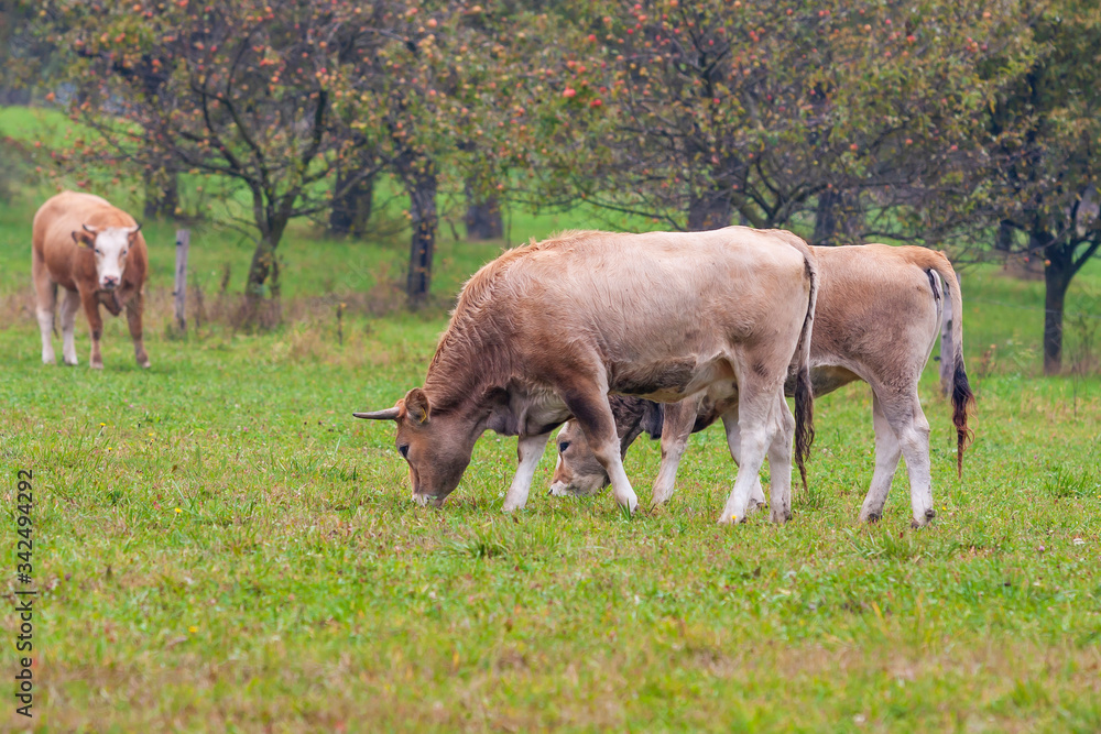 Fototapeta premium Bull and cow grazing