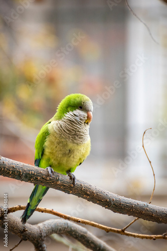 Monk parakeets, Myiopsitta monachus, resting perched on a tree branch of a neighborhood of Barcelona, Spain. These parrots have settled in many mediterranean cities.