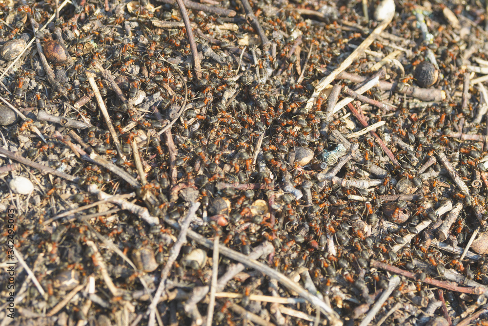 Large brown forest ants Formica rufa in anthill. Texture. Close-up. Large brown forest ants Formica rufa in anthill. Texture. Close-up.