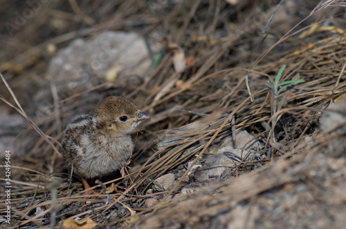 Chick of red-legged partridge Alectoris rufa. El Juncal Ravine. The Nublo Rural Park. Tejeda. Gran Canaria. Canary Islands. Spain. photo