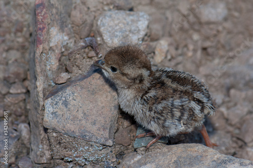 Chick of red-legged partridge Alectoris rufa. El Juncal Ravine. The Nublo Rural Park. Tejeda. Gran Canaria. Canary Islands. Spain. photo