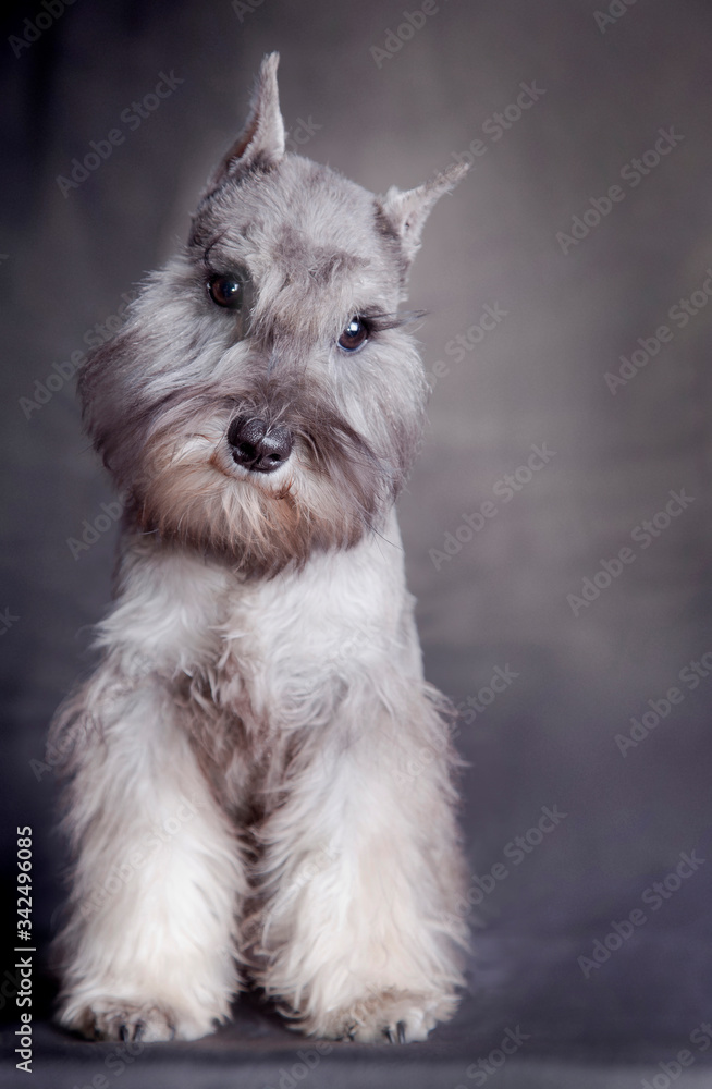 Seated miniature schnauzer color pepper and salt