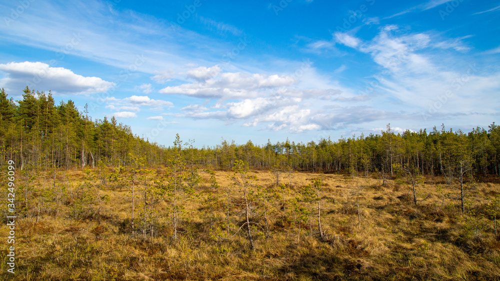 A swamp in Karelia, coniferous forest in the rays of the sun. A swamp in Karelia, coniferous forest in the rays of the sun.
