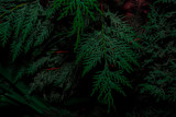 Green plant details. Dark moody tones for background. Close-up macro photography.