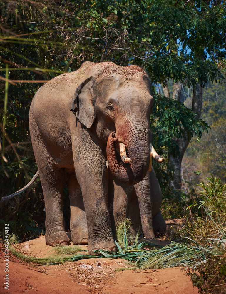 Elephant enjoying retirement in a rescue sanctuary in Thailand Chiang Mai.
