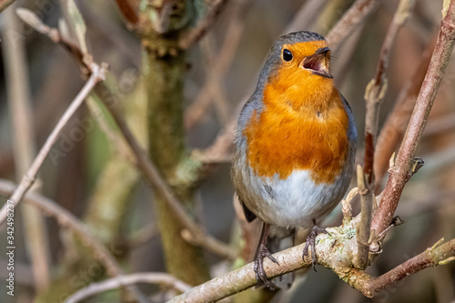 robin red breast © Chris