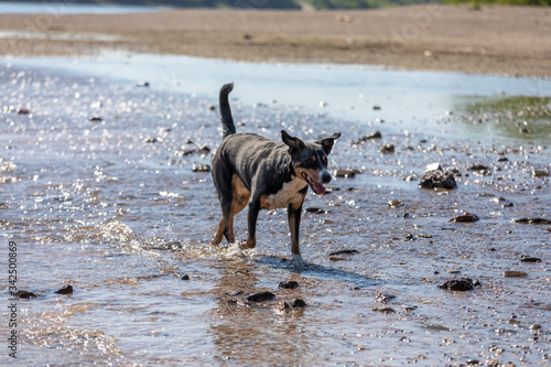 cute Appenzeller Mountain dog has fun in the river