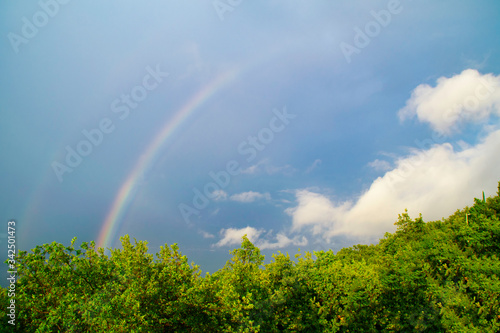 A rainbow emerges from a green tree across a blue sky.