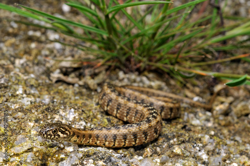 Viperine snake / Vipernatter (Natrix maura), Spain / Spanien