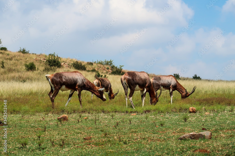 Springbok, South Africa Springbok, South Africa