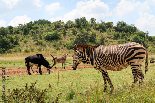 Zebra  South Africa