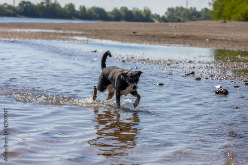 cute Appenzeller Mountain dog has fun in the river © Vince Scherer 