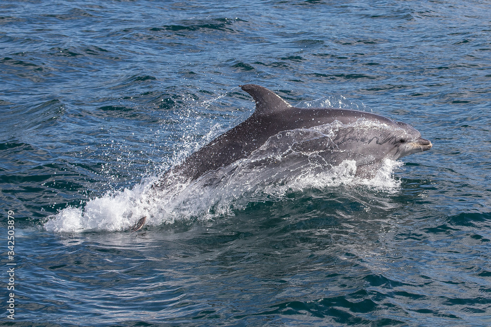 Fototapeta premium A jumping wild bottlenose dolphin, Tursiops truncatus, spotted during a whale watching trip in front of the coast of Vilanova i la Geltrú, a town in the mediterranean coast of Garraf, Catalonia, Spain