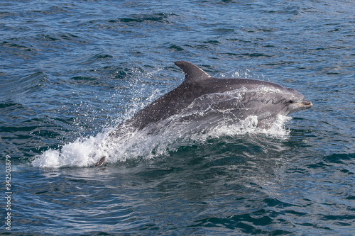A jumping wild bottlenose dolphin  Tursiops truncatus  spotted during a whale watching trip in front of the coast of Vilanova i la Geltr    a town in the mediterranean coast of Garraf  Catalonia  Spain