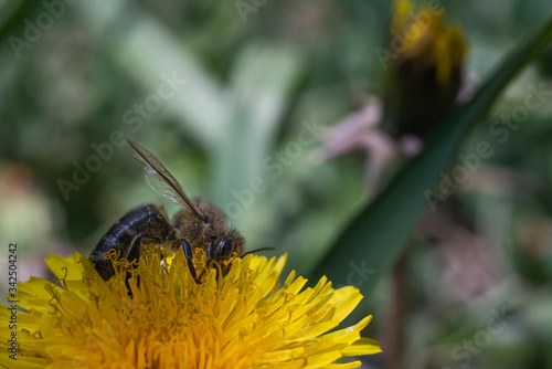 Macro bee on a dandelion flower. Closeup insect head covered in pollen. Bee collecting pollen for honey in the spring. On the backdrop a blurred background of grass with place for text. © Ekaterina